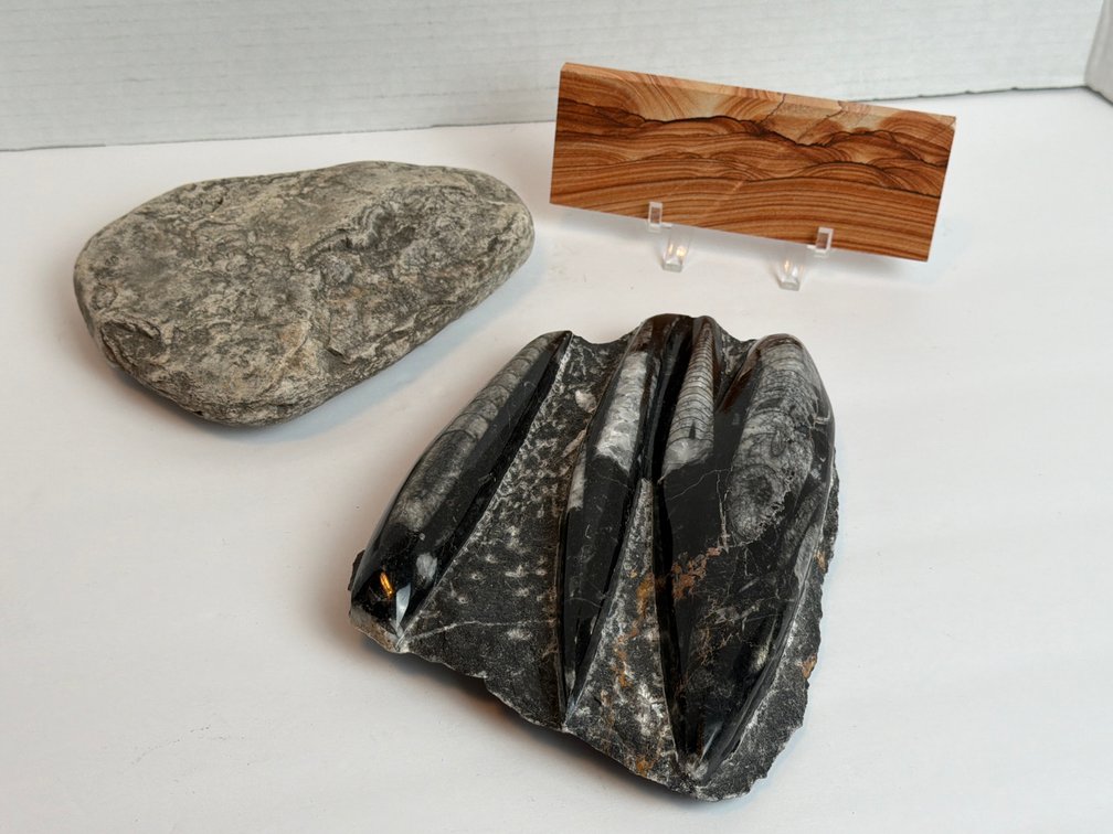 Fossil Specimens & Sandstone Slab