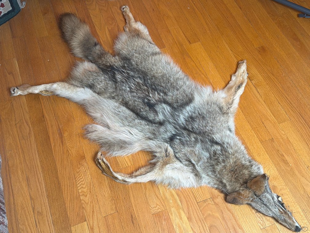 Coyote Fur