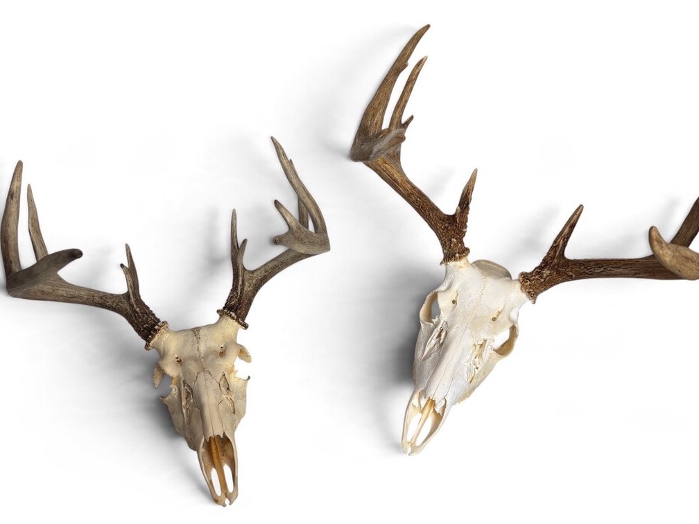 2 Deer Mounts