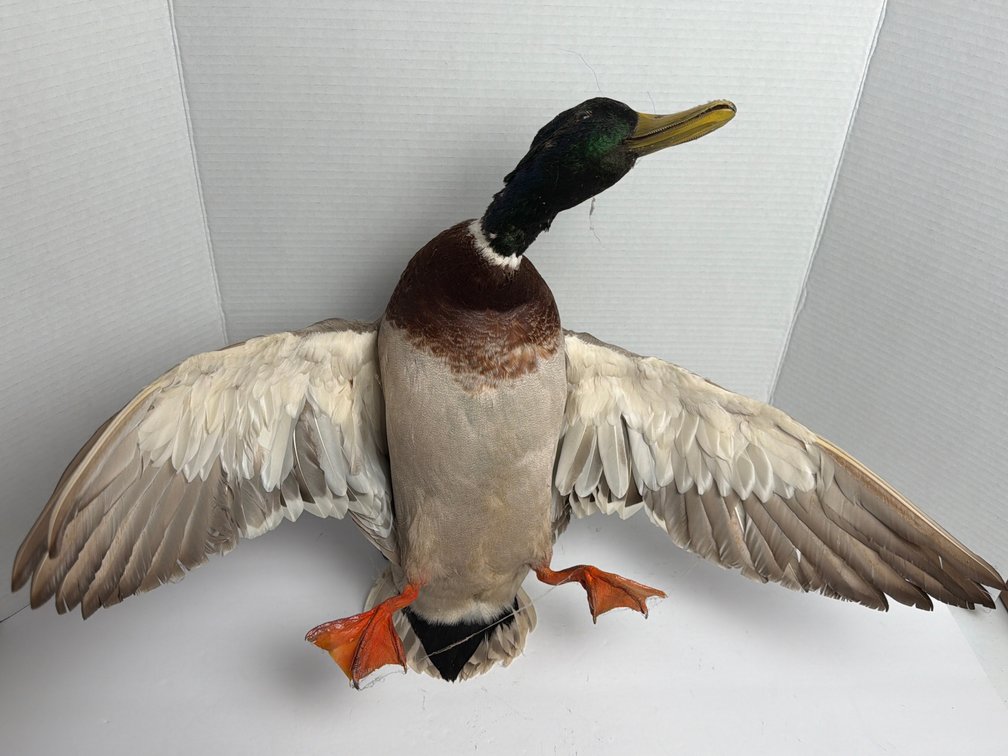 Mallard Mount