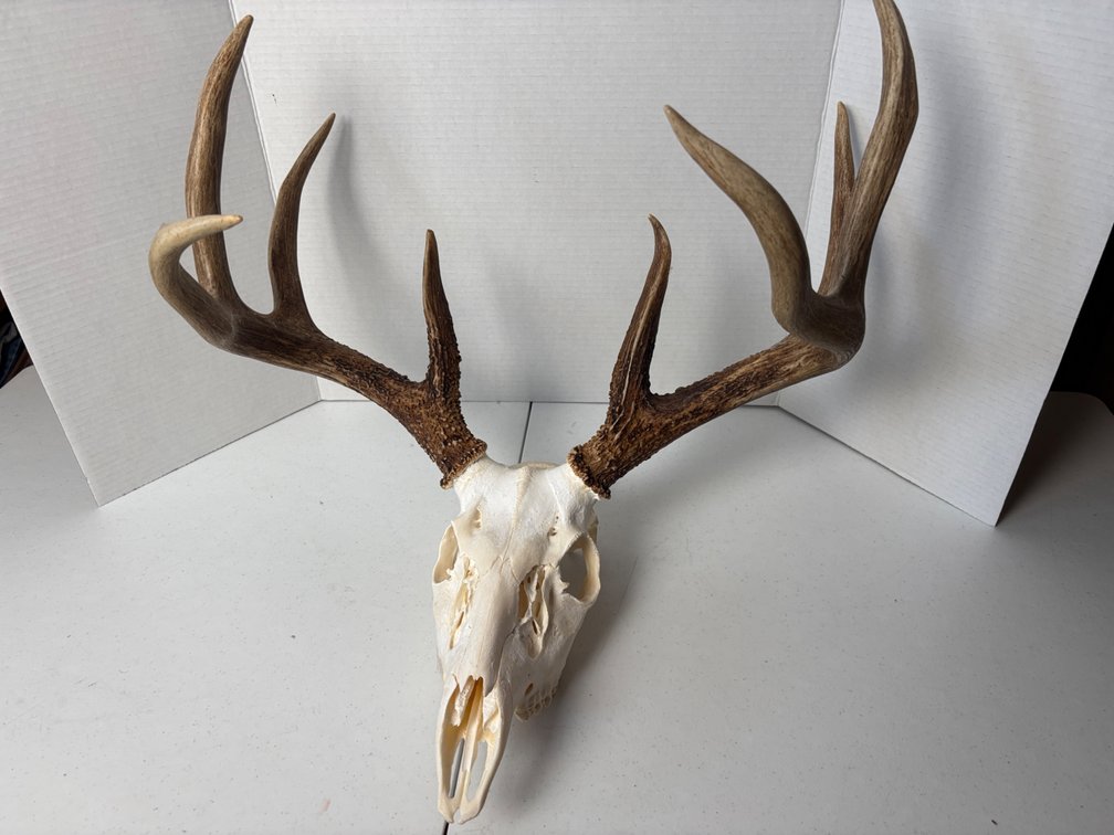 Deer Skull Mount