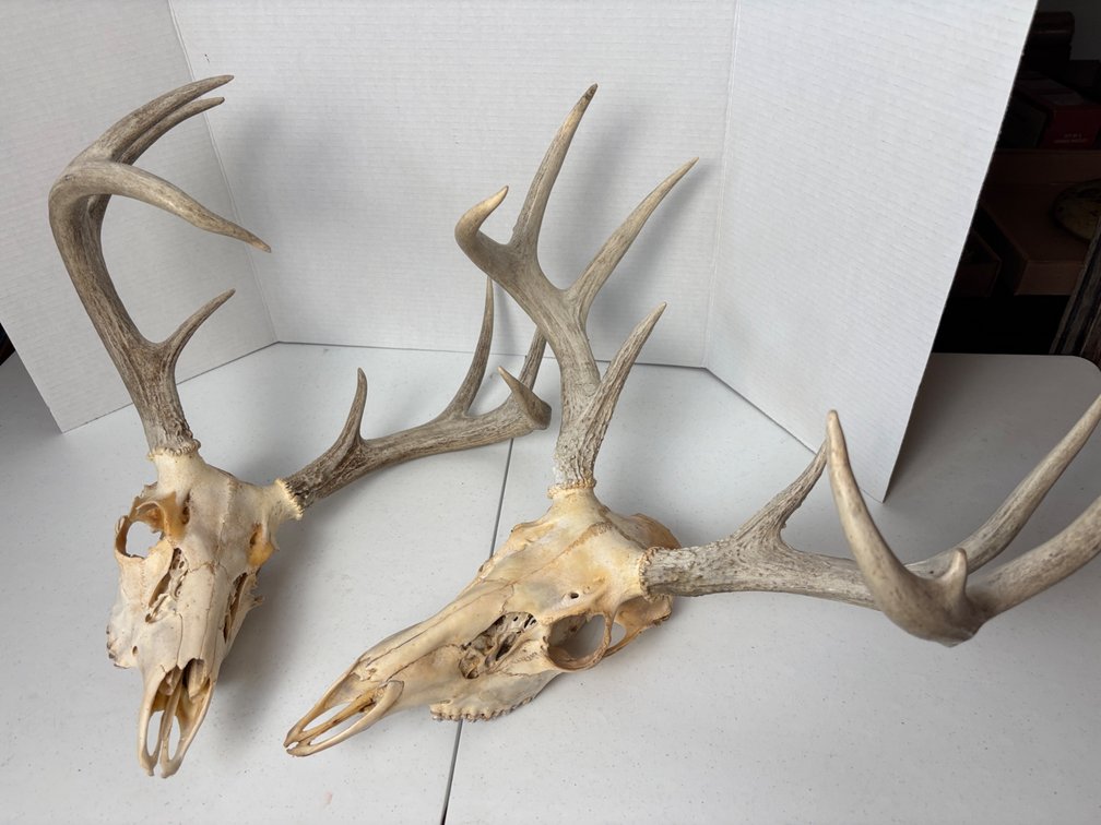 Deer Skull Mounts