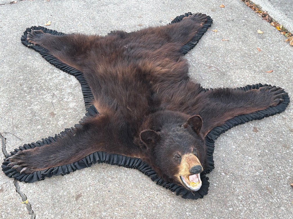 Black Bear Taxidermy Rug
