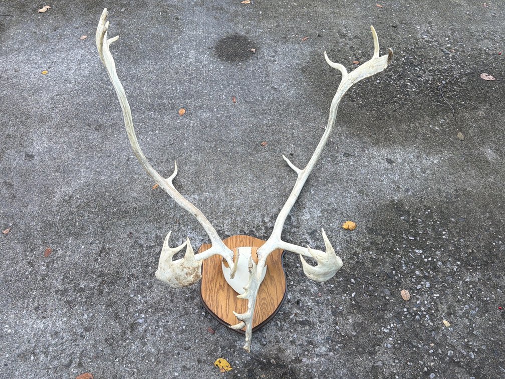Caribou Antler Skull Mount Rack