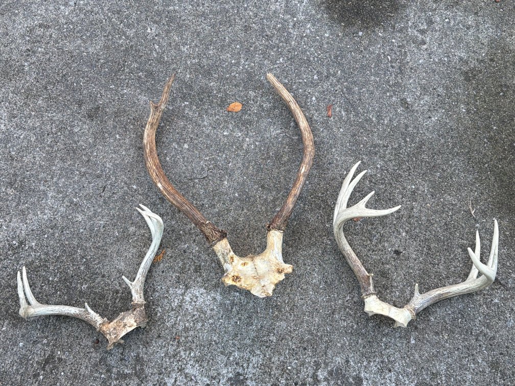 Antler Racks