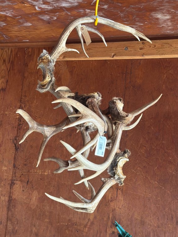 5 Sets of Deer Antlers