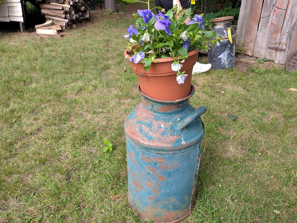 Milk can stands 24" tall, comes with a pot of pansies. No shipping.