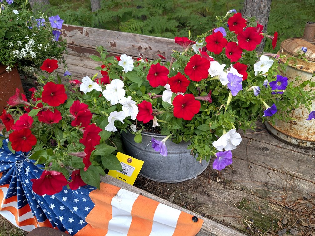 Galvanized tub of petunias, arrangement approx 40" wide overall. No shipping.