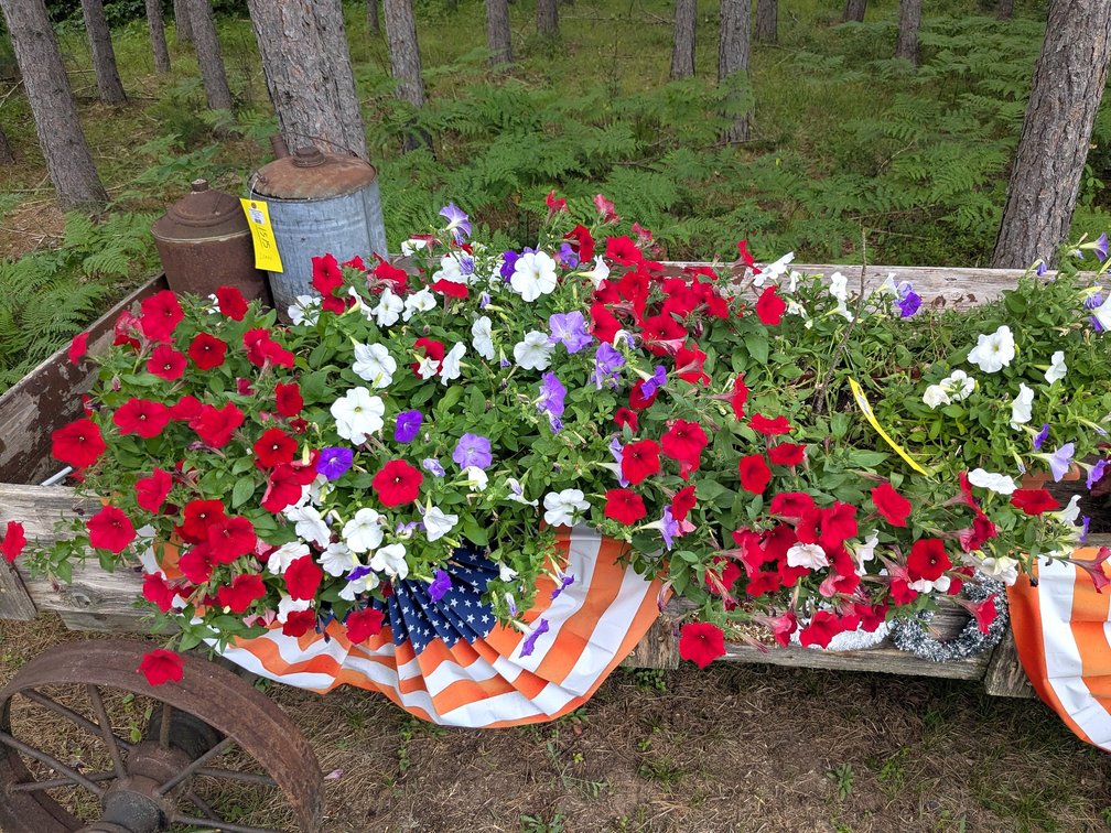 Two boxes of patriotic petunias, each arrangement approx 3' wide. No shipping.