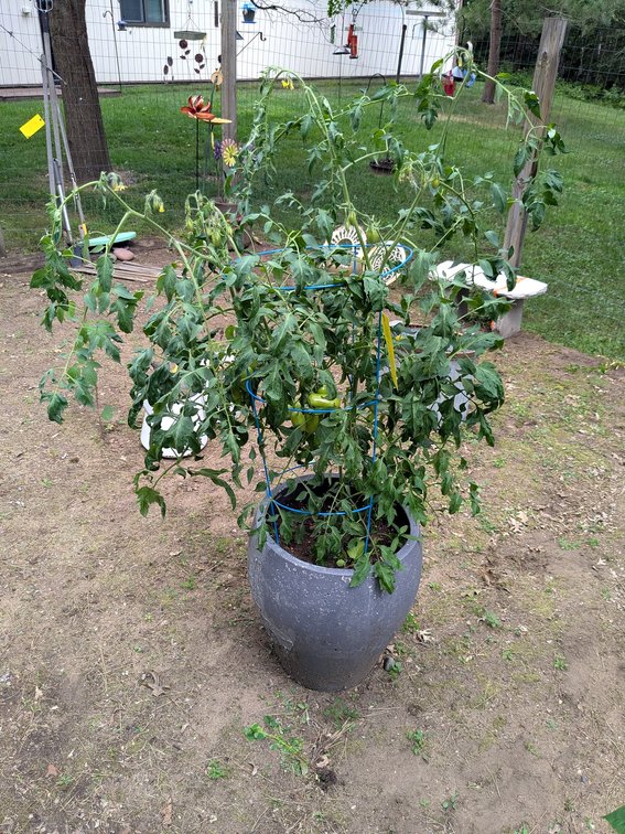 Huge tomato plant in a 19" tall planter. Plant is 5' tall overall and looks healthy. No shipping.