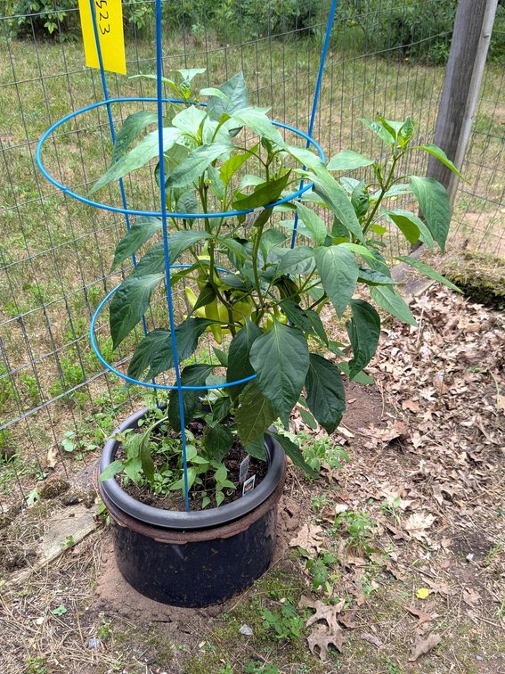 Sweet banana pepper plant is healthy and measures 3' tall from ground. No shipping.