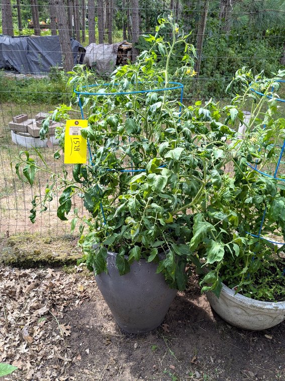 Huge tomato plant in a 19" tall planter. Plant is 4-1/2' tall overall and looks healthy. No shipping