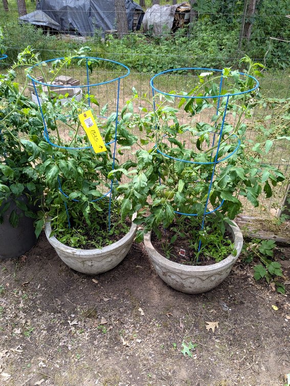 Two large tomato plants come in 20" wide concrete planters, each unit nearly 4' tall and are Roma to