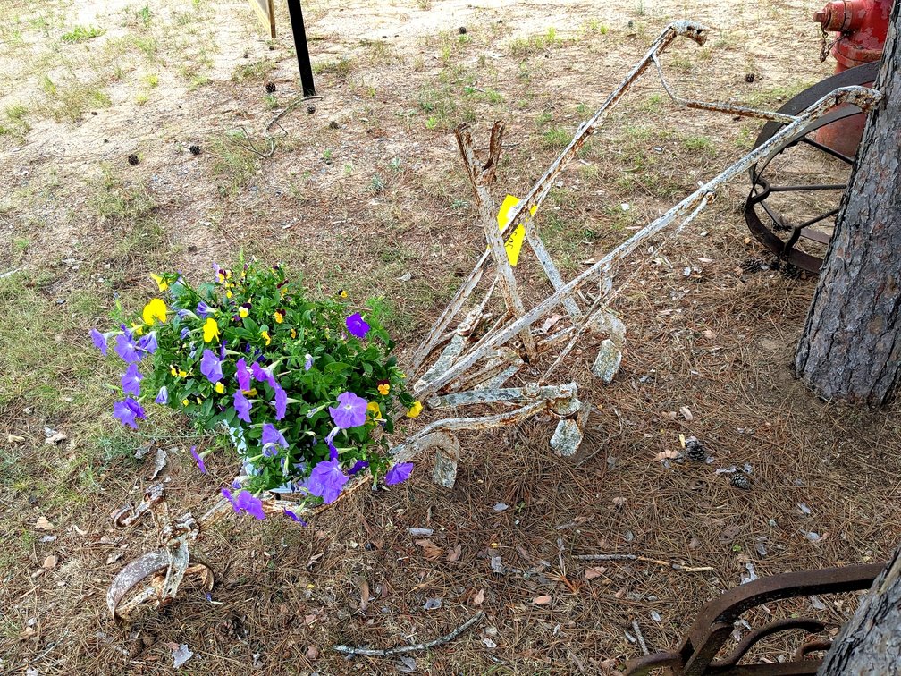 Horse drawn cultivator is about 6' long. Comes with a bucketful of petunias.