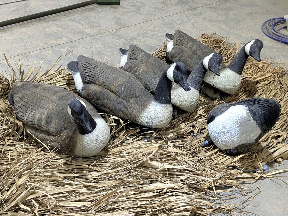 Duck or goose blind material with five Canada goose decoys.