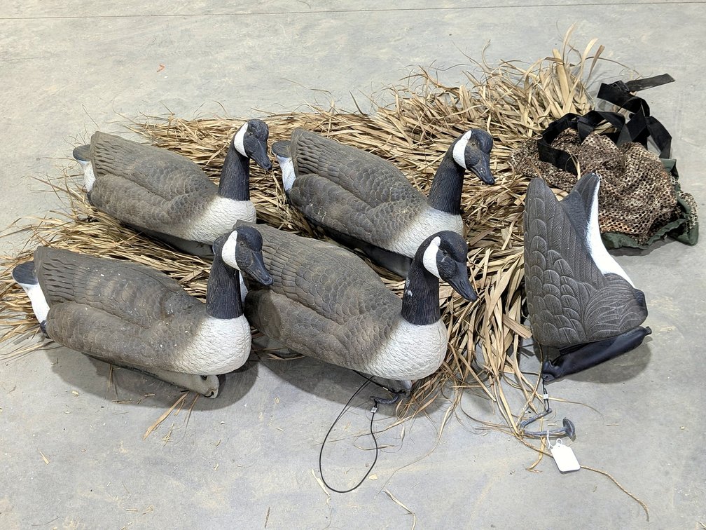 Five Canada goose decoys, plus blind material.
