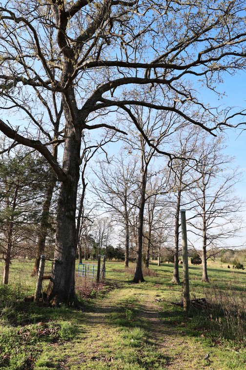 Image for Tract 1 State Hwy DD, Glen Allen, MO 63655, MLS #26022374
