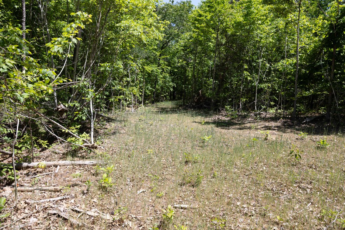 Image for 46.5 Ac +/-, Tract 3 BCR 930, Patton, MO 63662, MLS #26030011