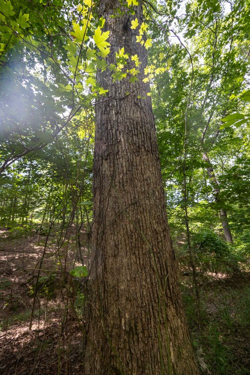 Image for Tract 1 Sweetgum Ln, Millersville, MO 63766, MLS #26054081