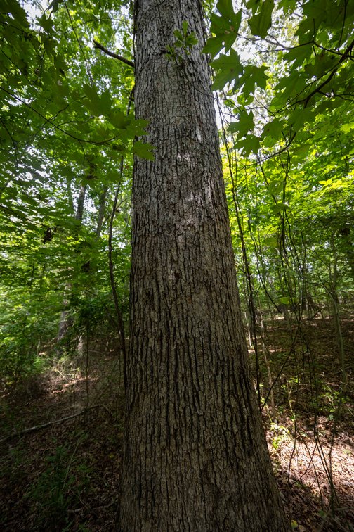 Image for Tract 1 Sweetgum Ln, Millersville, MO 63766, MLS #26054081