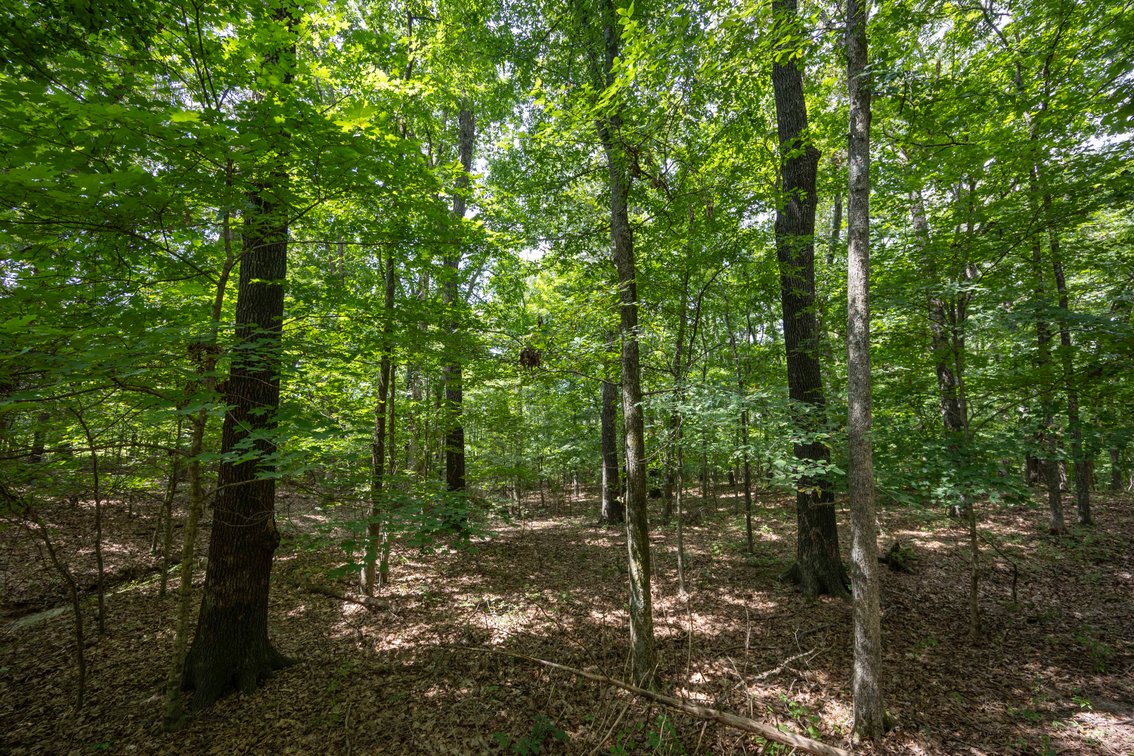 Image for Tract 1 Sweetgum Ln, Millersville, MO 63766, MLS #26054081