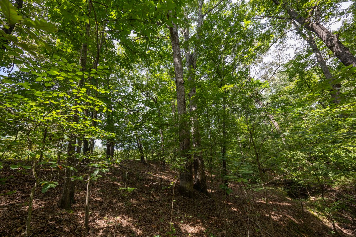 Image for Tract 1 Sweetgum Ln, Millersville, MO 63766, MLS #26054081