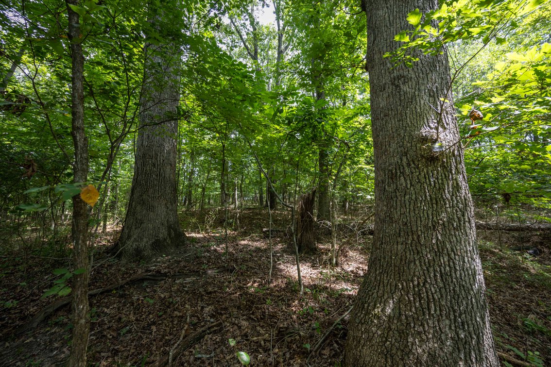Image for Tract 2 Sweetgum Ln, Millersville, MO 63766, MLS #26054092