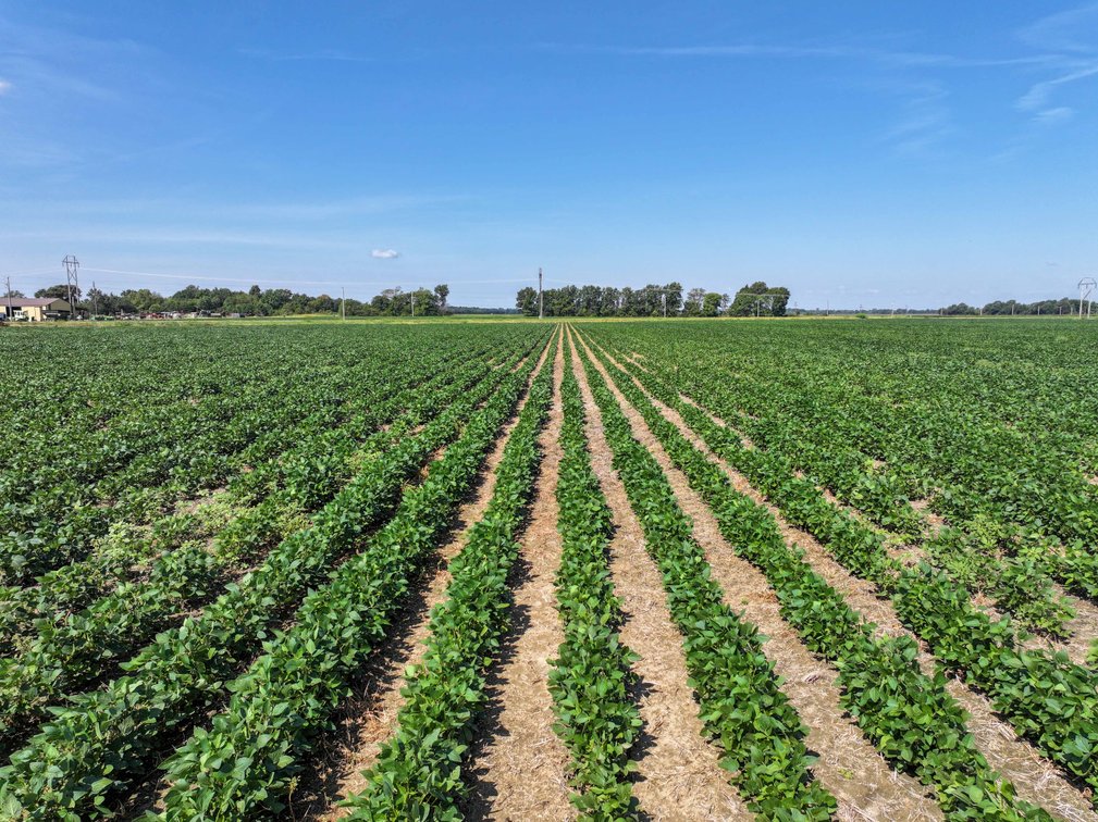 Image for Farm/House auction, 36996 State Highway 53, Campbell, MO 63933