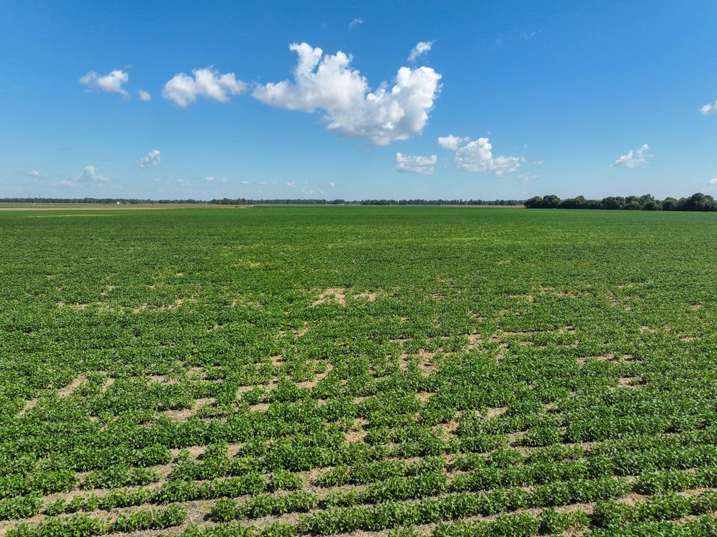 Image for Farm/House auction, 36996 State Highway 53, Campbell, MO 63933