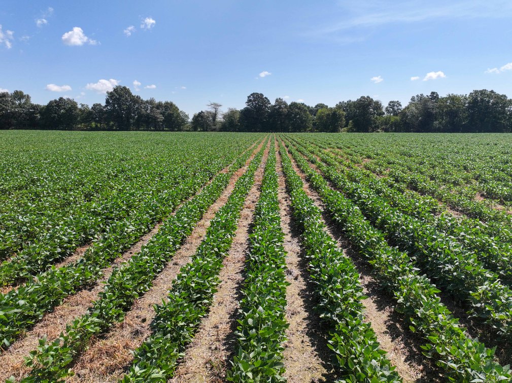 Image for Farm/House auction, 36996 State Highway 53, Campbell, MO 63933