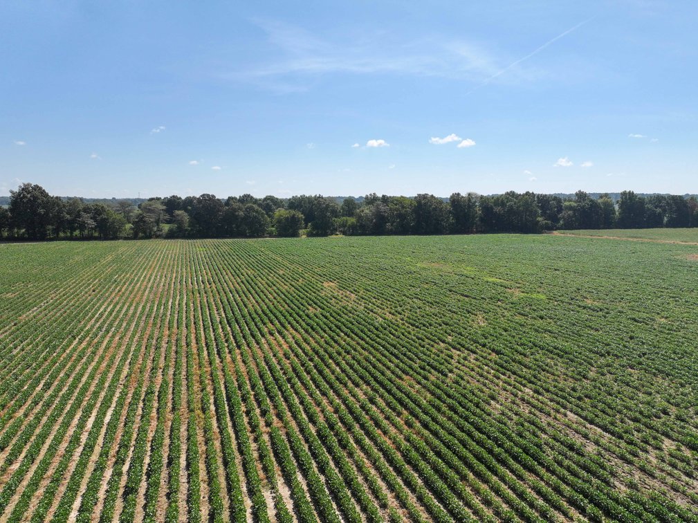 Image for Farm/House auction, 36996 State Highway 53, Campbell, MO 63933