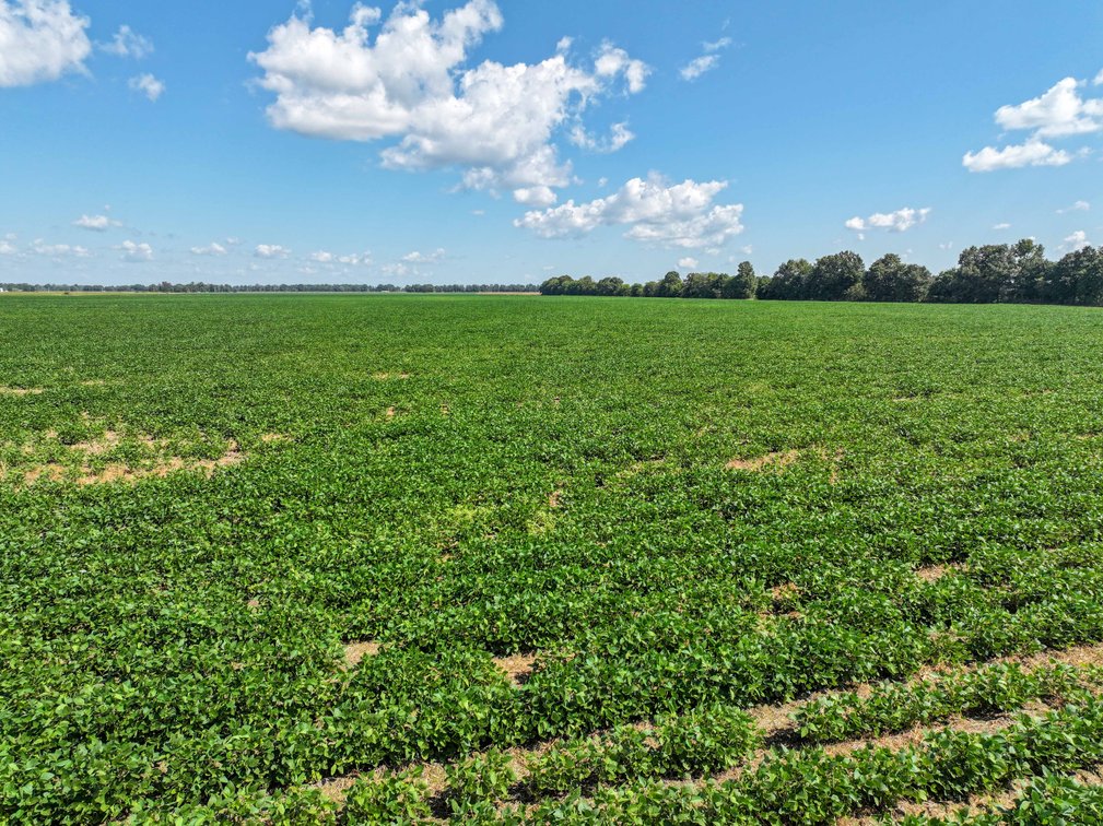 Image for Farm/House auction, 36996 State Highway 53, Campbell, MO 63933