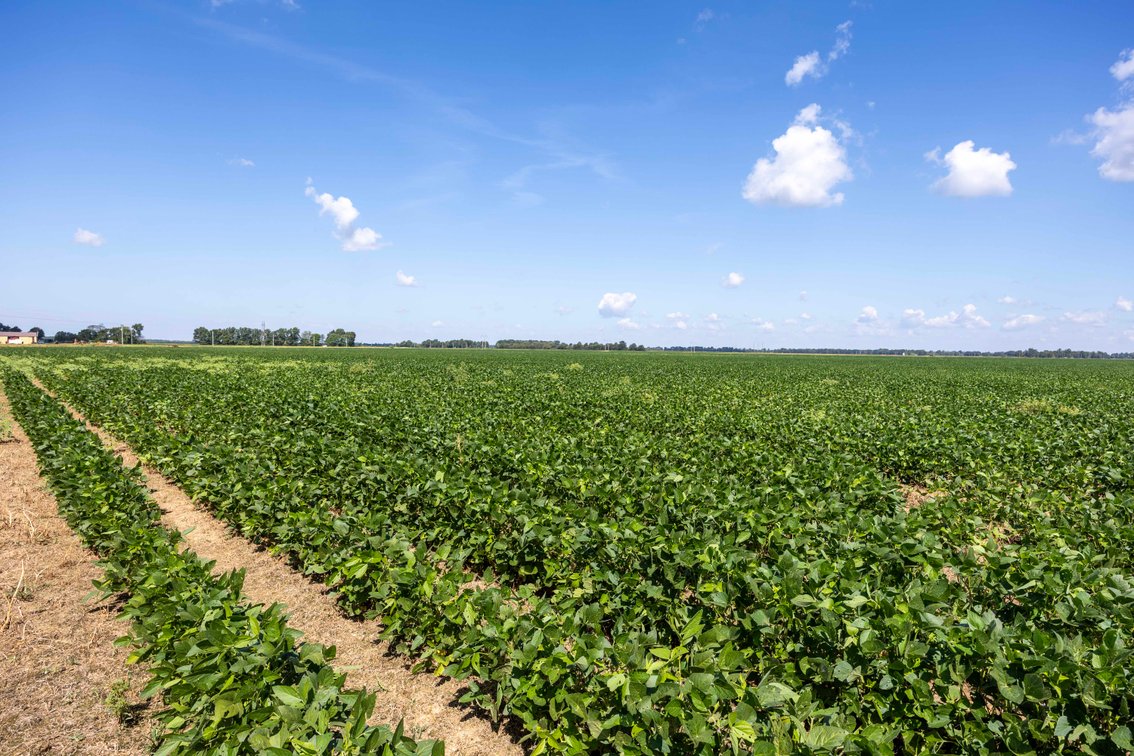 Image for Farm/House auction, 36996 State Highway 53, Campbell, MO 63933