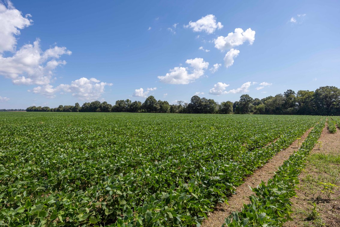 Image for Farm/House auction, 36996 State Highway 53, Campbell, MO 63933
