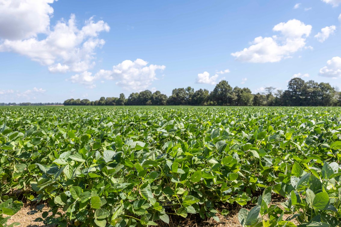Image for Farm/House auction, 36996 State Highway 53, Campbell, MO 63933