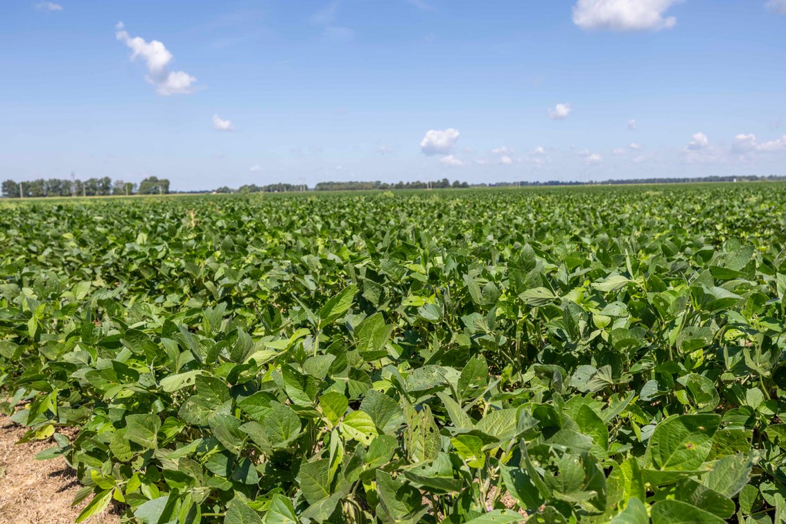 Image for Farm/House auction, 36996 State Highway 53, Campbell, MO 63933