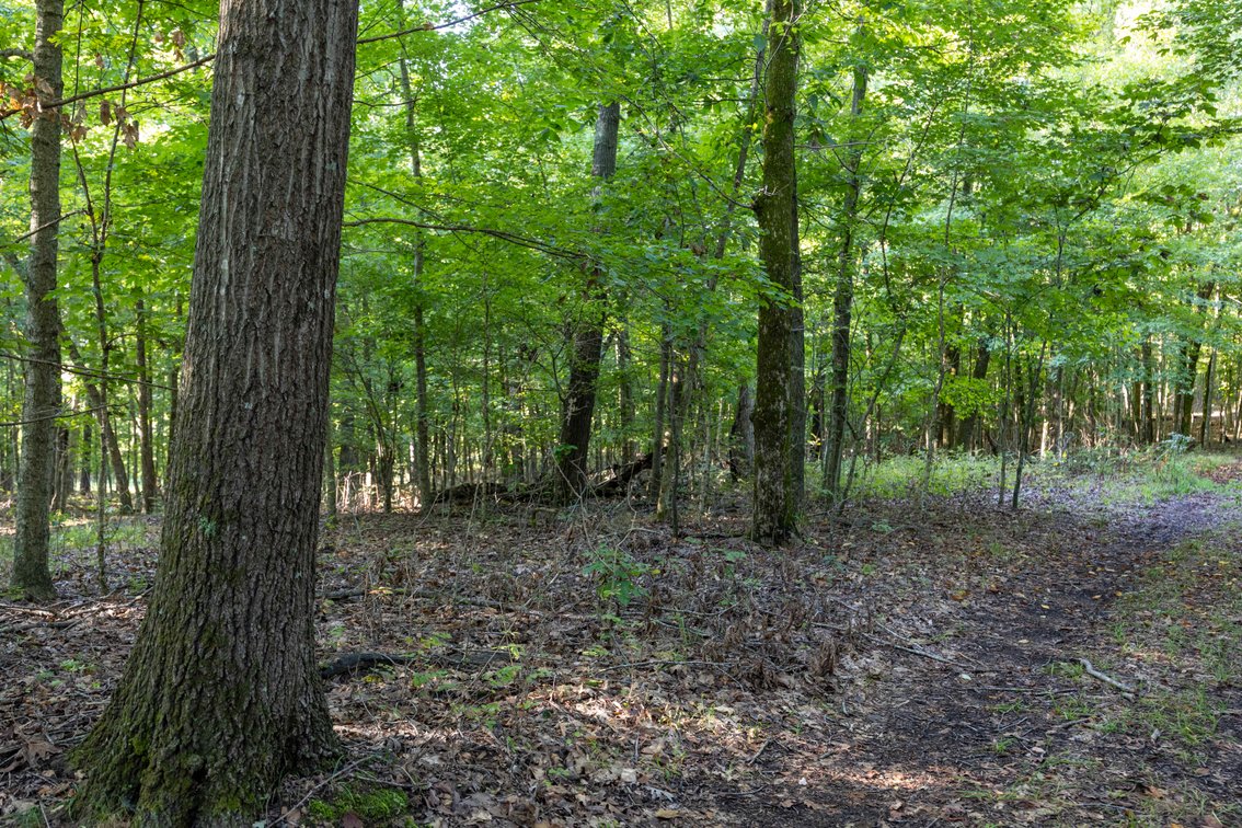 Image for 304 County Road 506, Oak Ridge, MO 63769, MLS #26059424