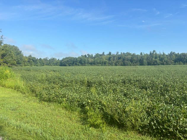 Image for 37.52 Ac +/-, County Road 259, Advance, MO 63730, MLS #26060407