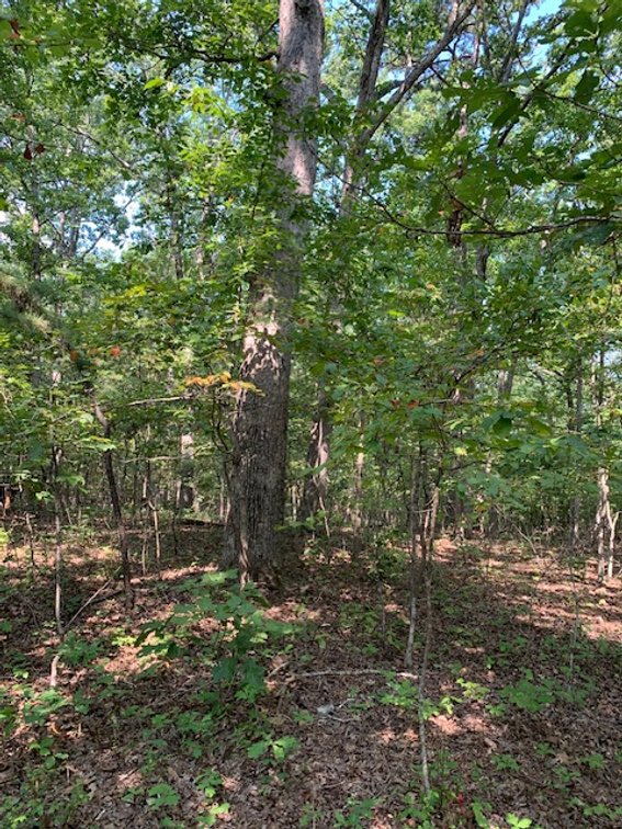 Image for 5.0 +/- Ac, off CR 124, Annapolis, MO 63620, MLS #26059356