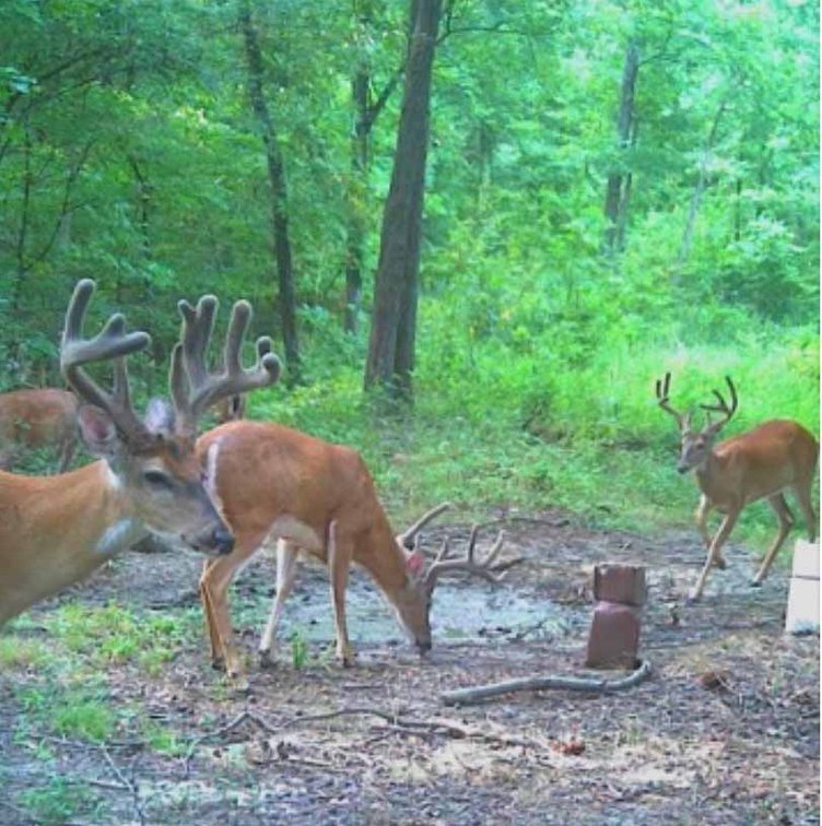 Image for 25.62 +/- Ac, off County Road 535, Jackson, MO 63755, MLS #26060044