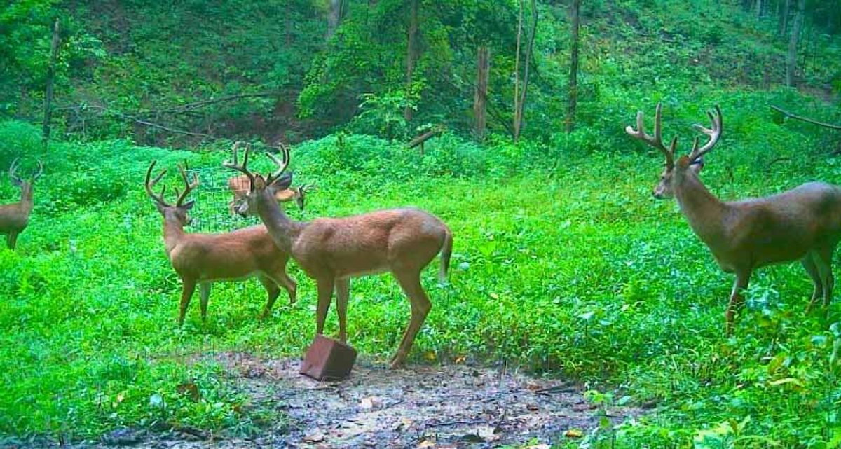Image for 25.62 +/- Ac, off County Road 535, Jackson, MO 63755, MLS #26060044