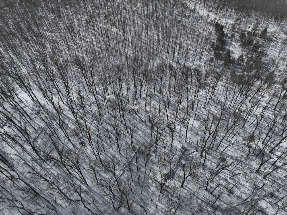 Image for 70 Acres+\- BCR 710, Zalma MO 63787, MLS 25009340