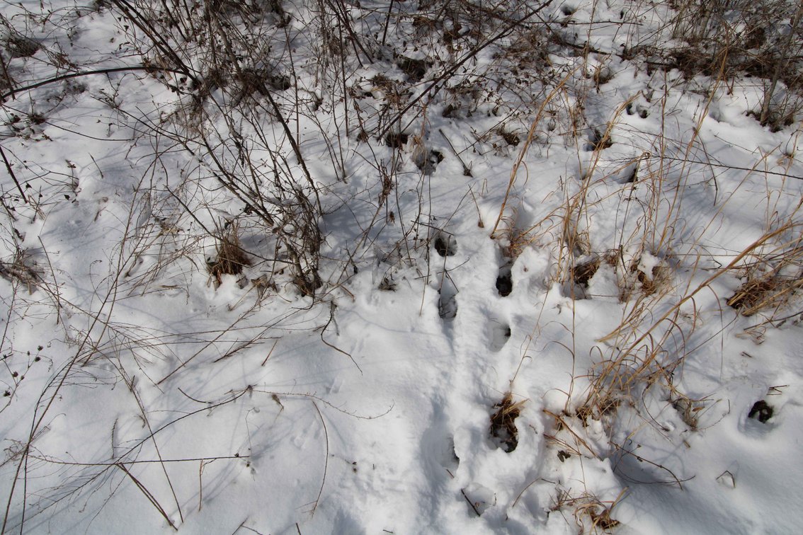 Image for 70 Acres+\- BCR 710, Zalma MO 63787, MLS 25009340