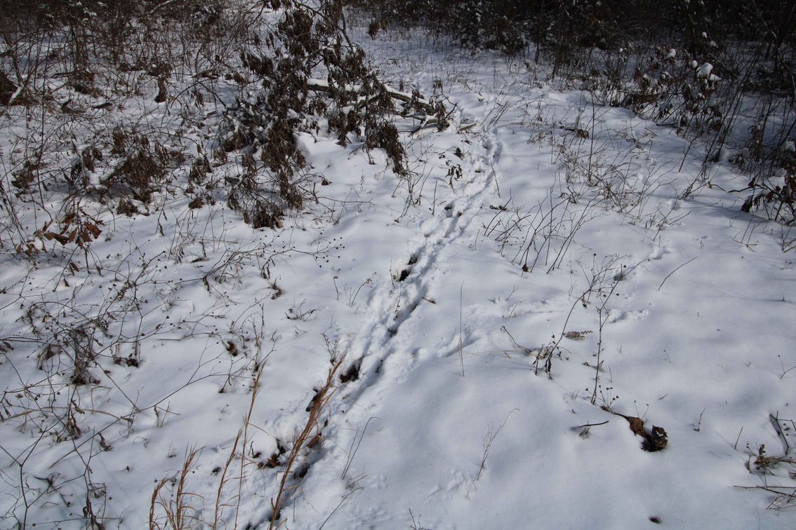 Image for 70 Acres+\- BCR 710, Zalma MO 63787, MLS 25009340