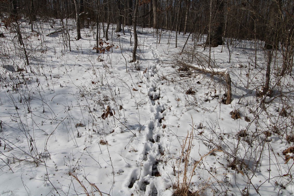 Image for 70 Acres+\- BCR 710, Zalma MO 63787, MLS 25009340