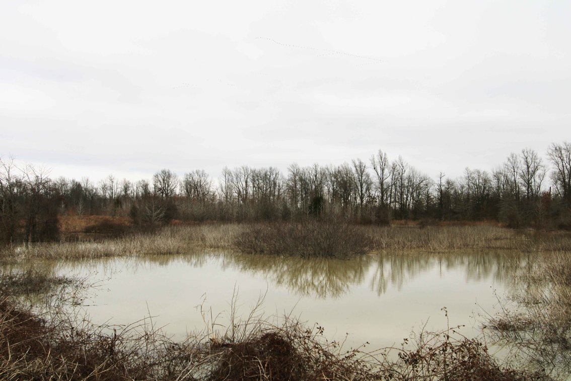 Image for 163.02 Acres +/-, County Line Road 832, Sikeston, MO 63801, MLS #25014302