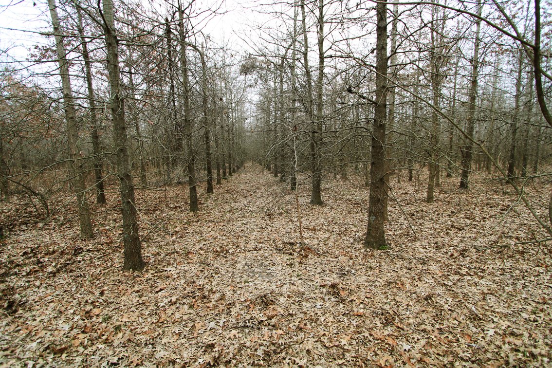 Image for 163.02 Acres +/-, County Line Road 832, Sikeston, MO 63801, MLS #25014302