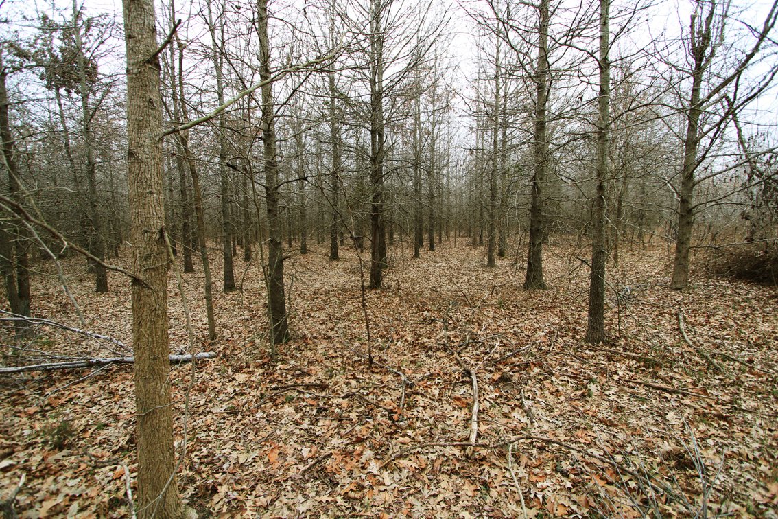 Image for 163.02 Acres +/-, County Line Road 832, Sikeston, MO 63801, MLS #25014302