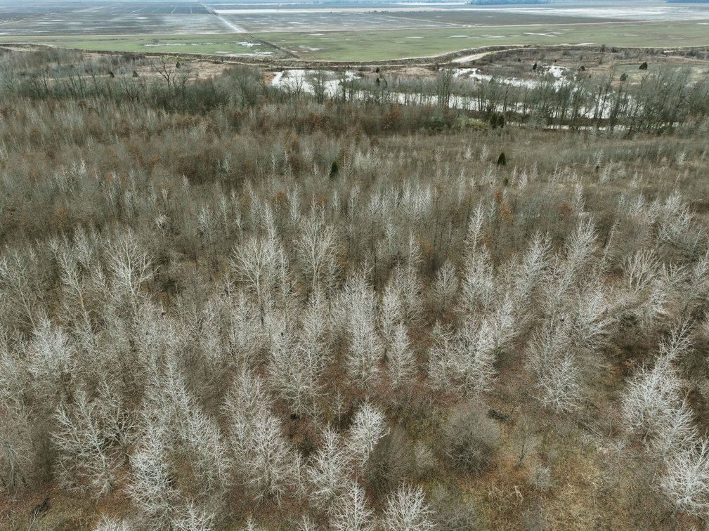 Image for 163.02 Acres +/-, County Line Road 832, Sikeston, MO 63801, MLS #25014302