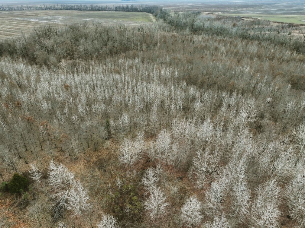Image for 163.02 Acres +/-, County Line Road 832, Sikeston, MO 63801, MLS #25014302